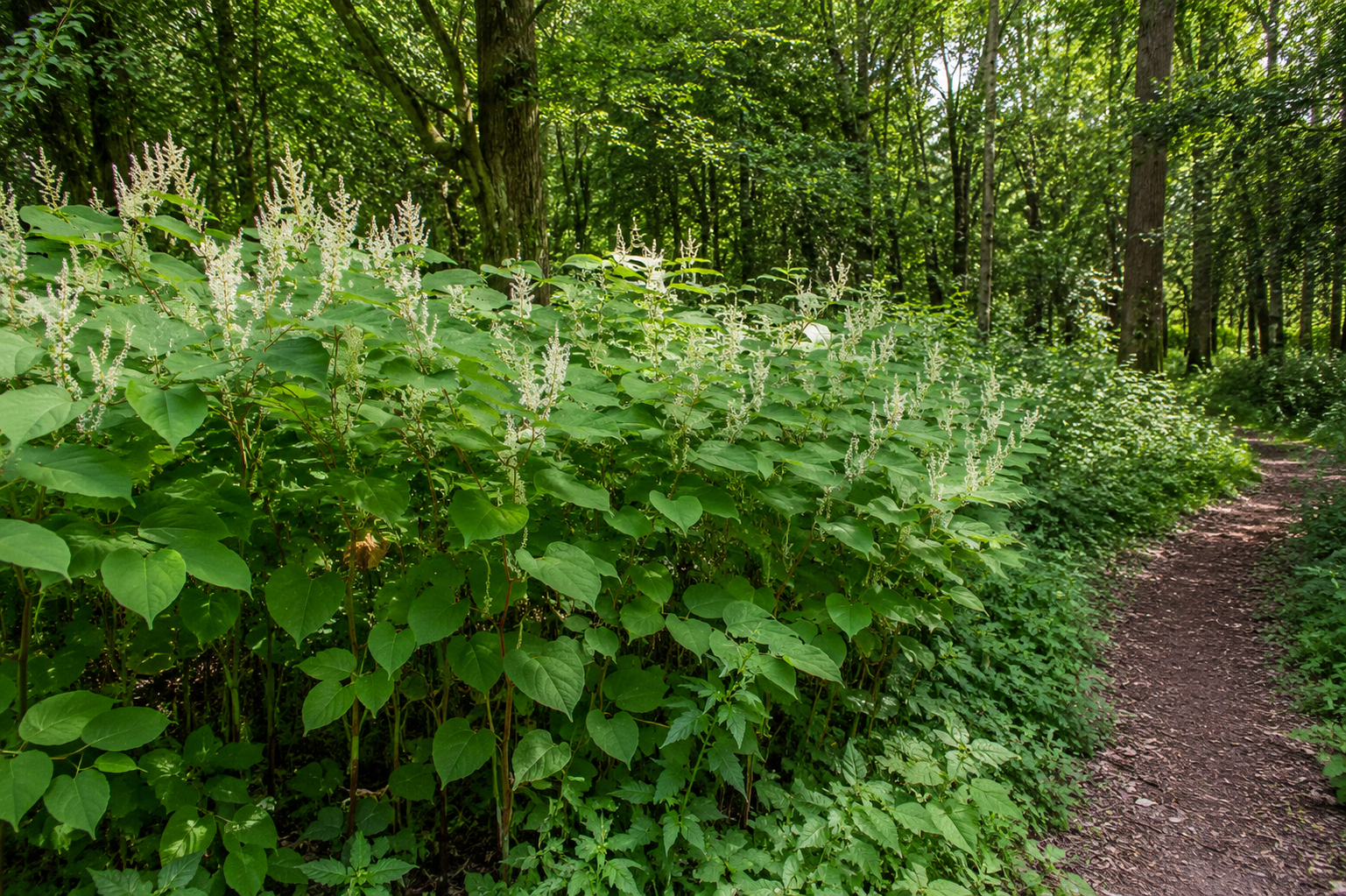 Japanese Knotweed Identified at Legacy Woods